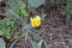 Opuntia stricta var. dillenii